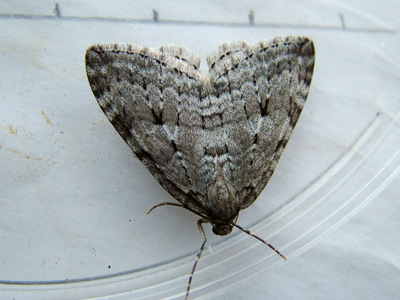 Autumnal Moth